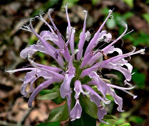 {Monarda fistulosa var. fistulosa}
